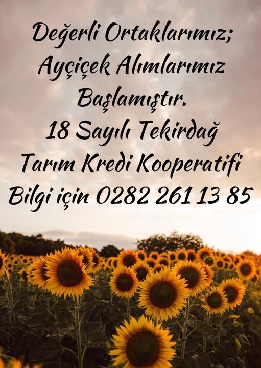 Ayçiçek Alımları  Başlamıştır.