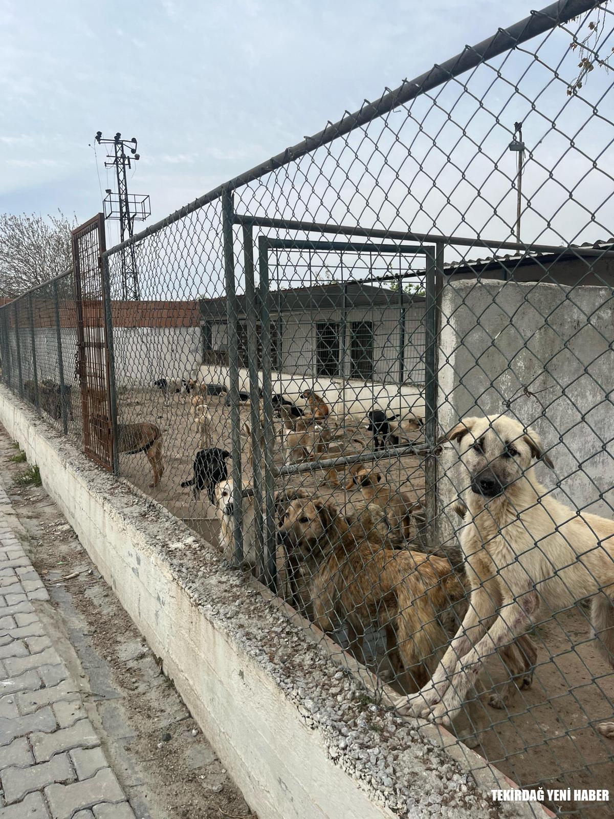 Tekirdağ Barosu Hayvan Hakları Komisyonu Saha Ziyaretlerine Devam Ediyor