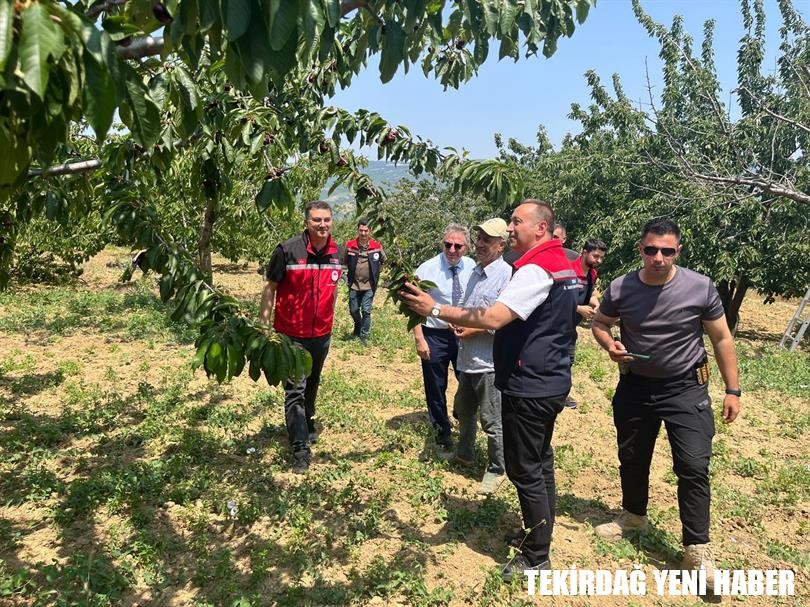 İl Müdürü Mehmet AKSOY Şarköy’de Kiraz Hasadına Katıldı