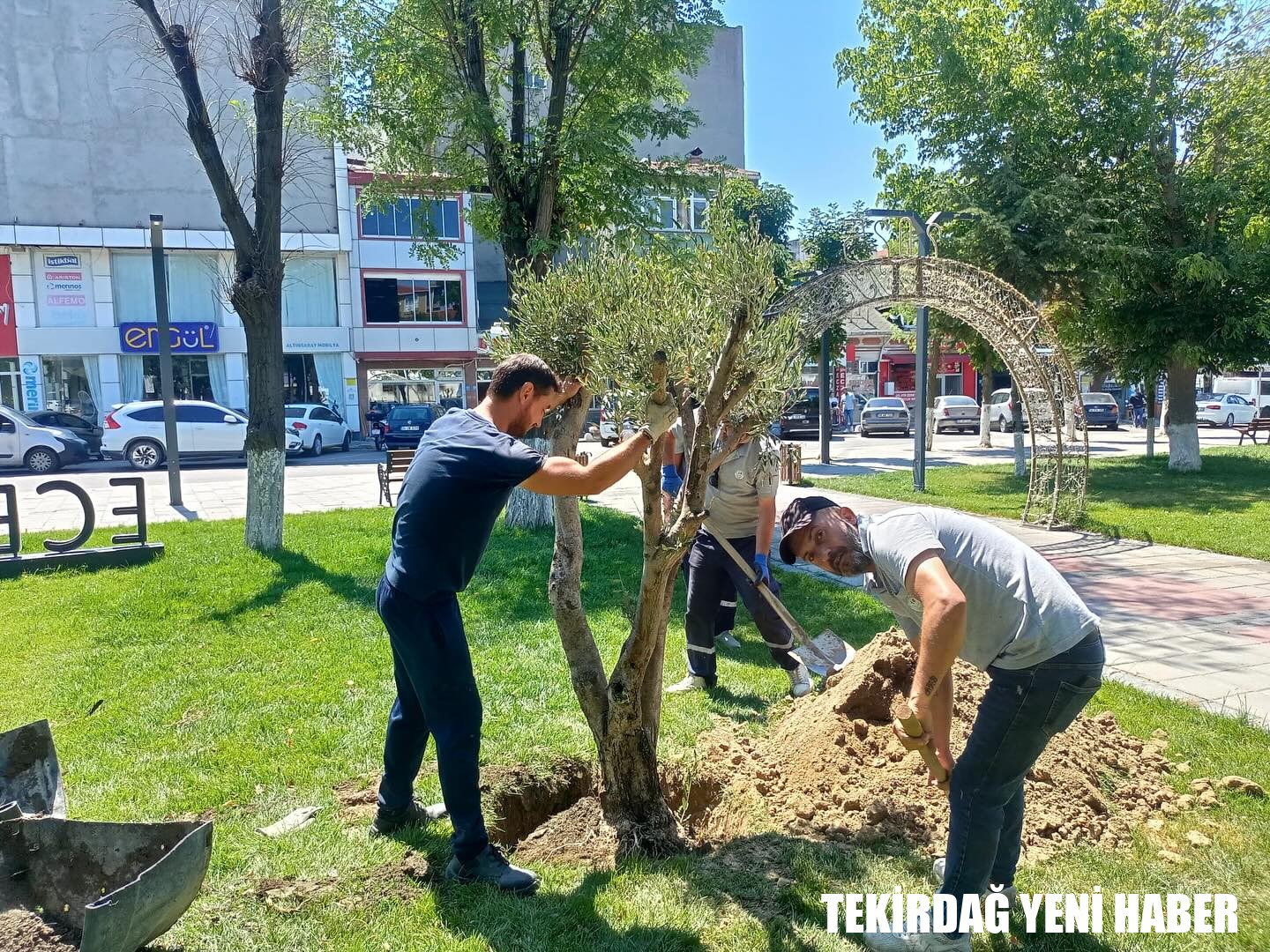 Saray belediyesi bahçesine 4 adet zeytin ağacı dikildi