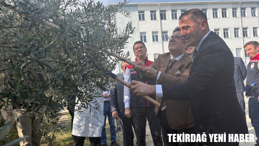 İl Millî Eğitim Müdürü Dr. Aziz Yeniyol Şarköy İlçesinde “2025 Zeytin Hasadı Programı”na Katıldı