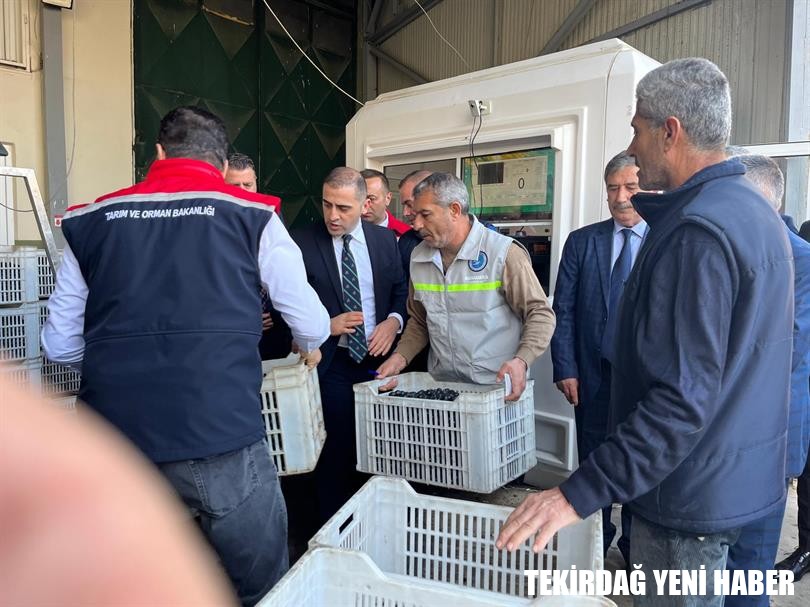 Şarköy İlçesinde Zeytin Hasadı Etkinliği Gerçekleştirildi