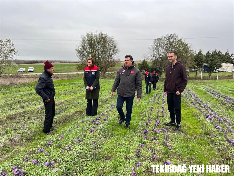 Tekirdağ’da Kırmızı Altın “SAFRAN” Hasadı Yapıldı