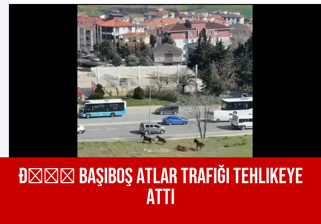 Başıboş Atlar Trafiği Tehlikeye Attı