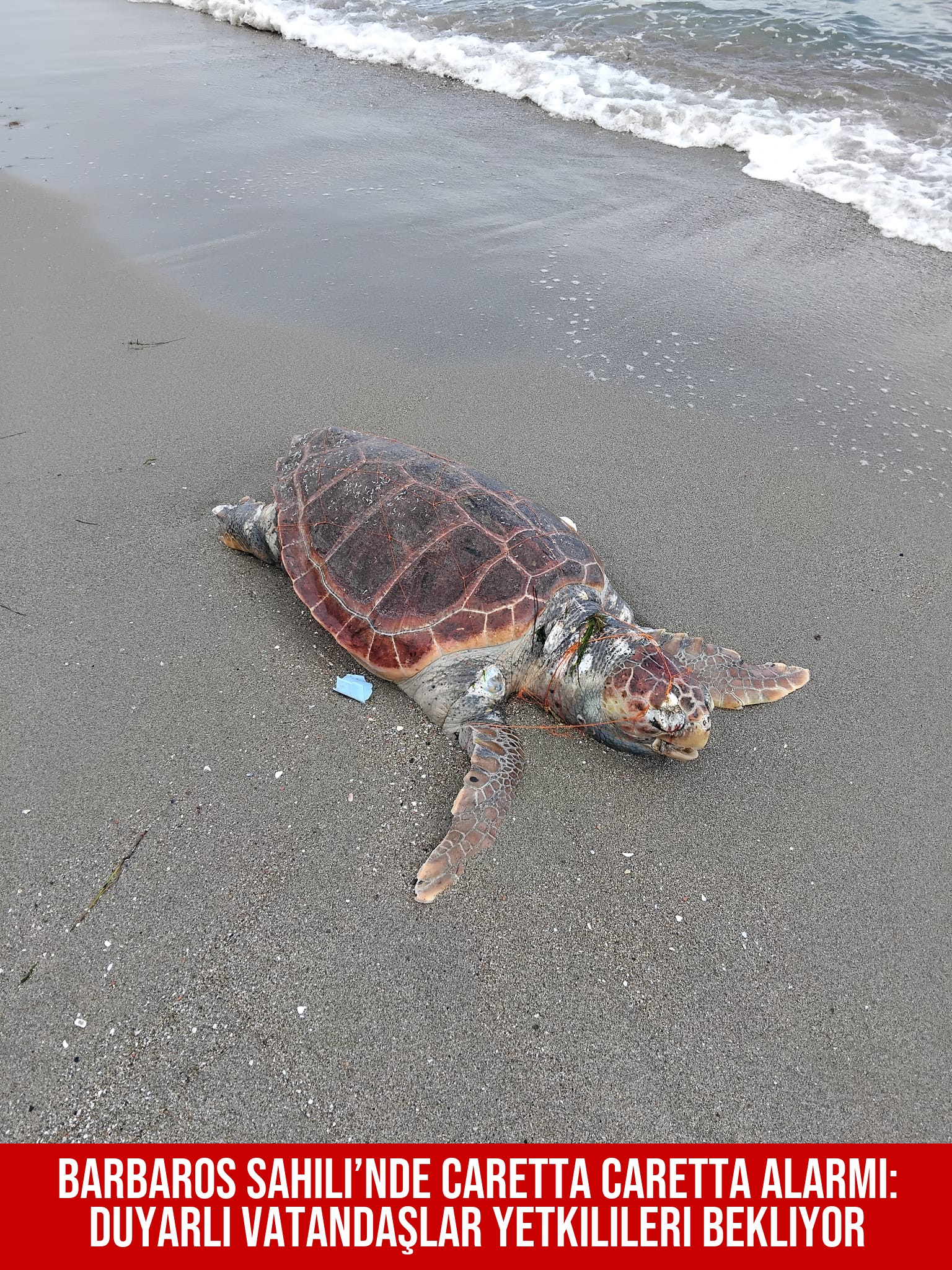 Barbaros Sahili’nde caretta caretta alarmı: Duyarlı vatandaşlar yetkilileri bekliyor