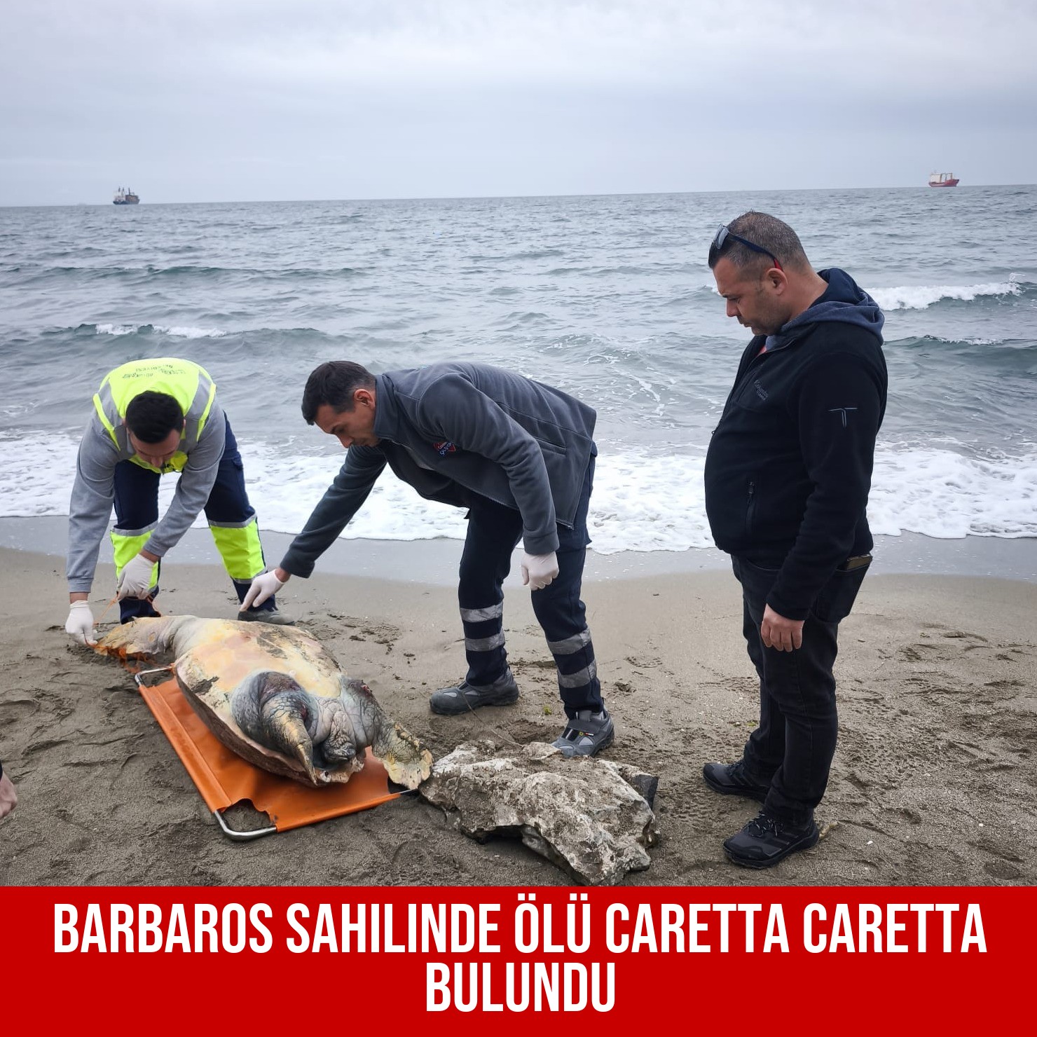 Barbaros Sahilinde Ölü Caretta Caretta Bulundu