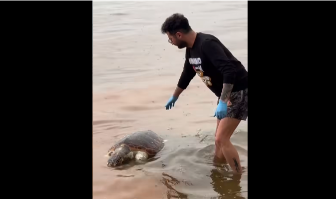 Değirmenaltı Sahilinde Ölü Caretta Caretta Bulundu