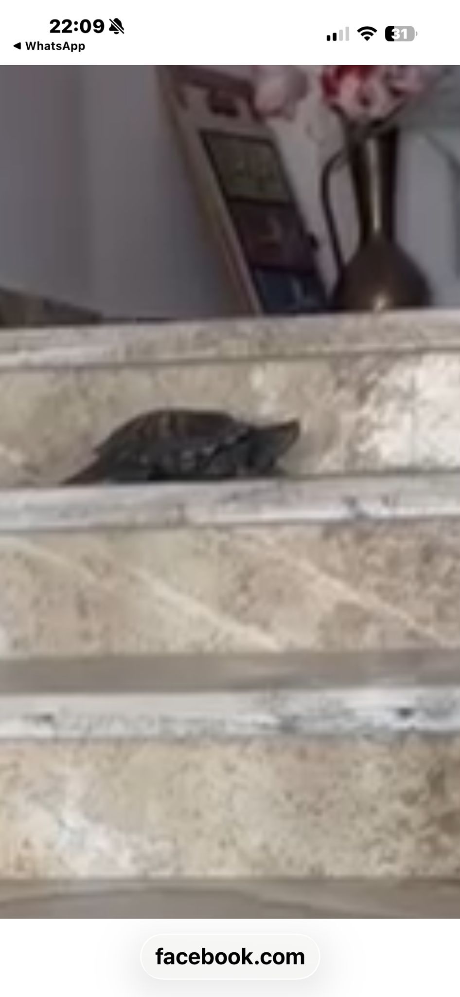 Kayıp Kaplumbağa Aranıyor